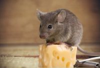 Maus auf einem Stück Käse