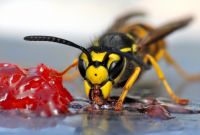 Wespe in Nahaufnahme auf einer Frucht